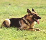 Adestramento de cães em Palmas
