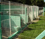Canis em Palmas