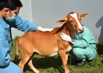 castração