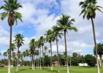 Palmas arrecada R$ 37 milhões a mais em 2026