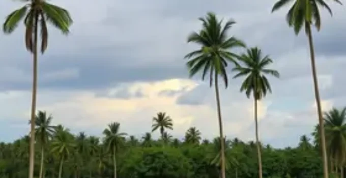 Palmas
