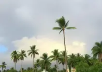 alerta amarelo