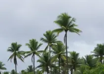 Alerta de Baixa Umidade e Ventos em Palmas