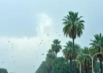 chuva em Palmas