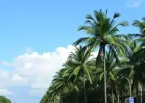 Resolve Palmas