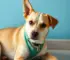 raiva canina