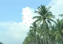 Palmas temperatura 39°C chuva isolada
