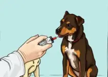 Dia D de Vacinação Antirrábica